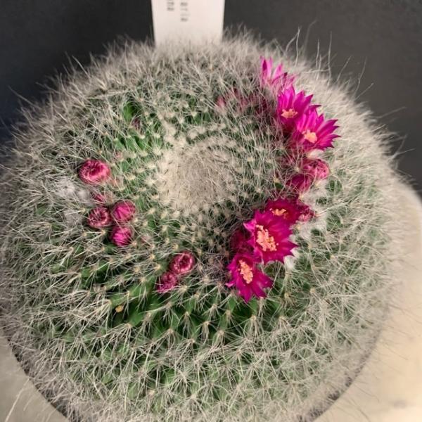 【多肉植物】マミラリア　玉翁 hanabisou_y-1121