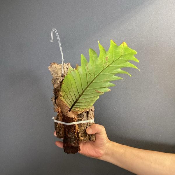 ドリナリア　クエルシフォリア　　 少し斑入り　コルク着 着生植物 観葉植物 ドリナリア クエルシフォリア コルク着生 シダ植物