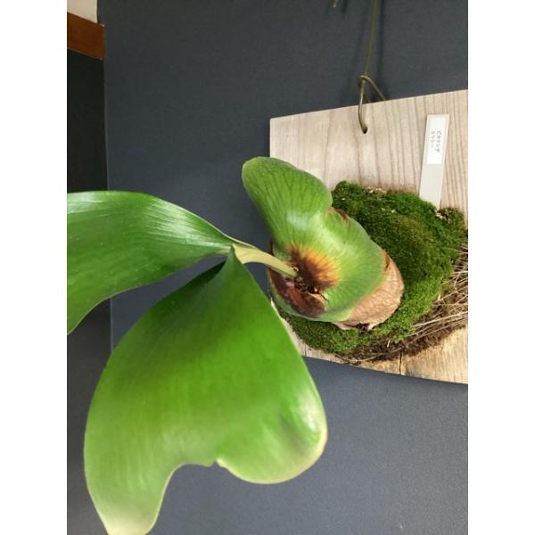 現品 着生植物 観葉植物 コウモリラン ビカクシダ エリシー 板着生