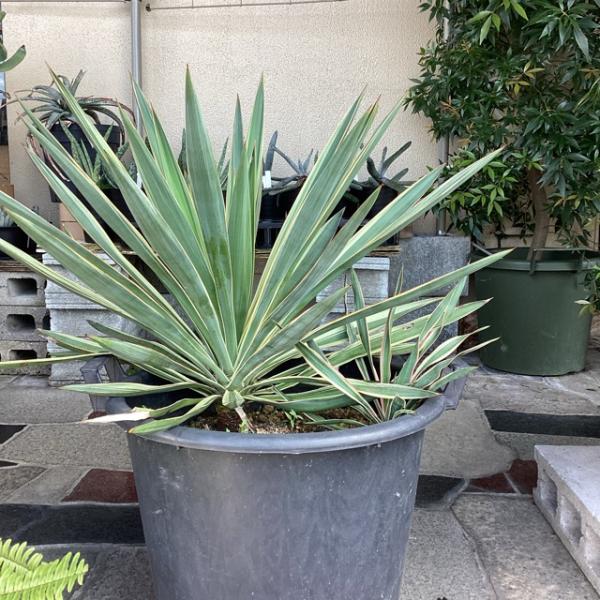 観葉植物 ユッカ グロリオサ バリエガータ 幹上げ48センチ