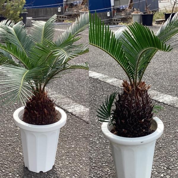 選べる 観葉植物 ソテツ 蘇鉄 インテリア 素敵なプランツ 素敵なお庭