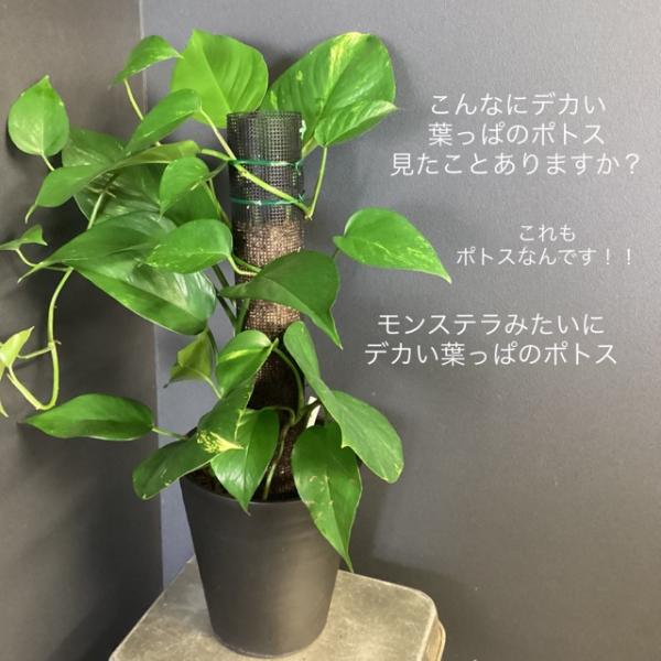hanabisou_y-1400