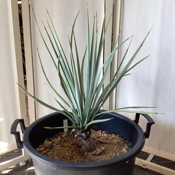 観葉植物 ユッカ リギダ インテリア 素敵なプランツ 素敵なお庭