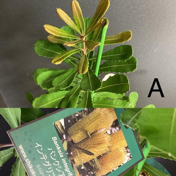 選べる オーストラリア植物 観葉植物 バンクシア インテグリフォリア