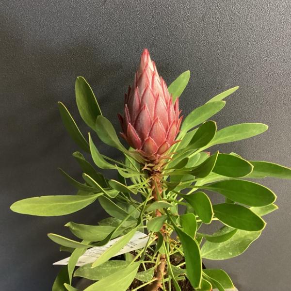 オーストラリア植物 観葉植物 プロテア リトルプリンス インテリア