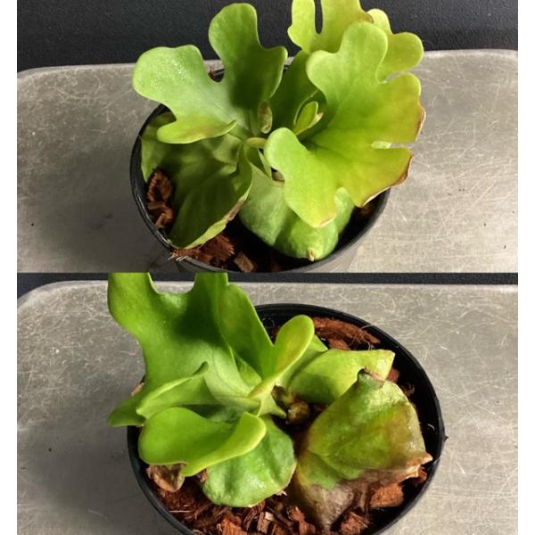 選べる 着生植物 観葉植物 コウモリラン ビカクシダ リドレイ