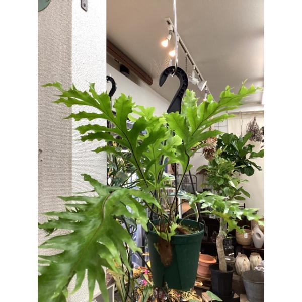 選べる 着生植物 観葉植物 ドリナリア クエルシフォリア 着生植物 シダ植物 インテリア 素敵なプランツ