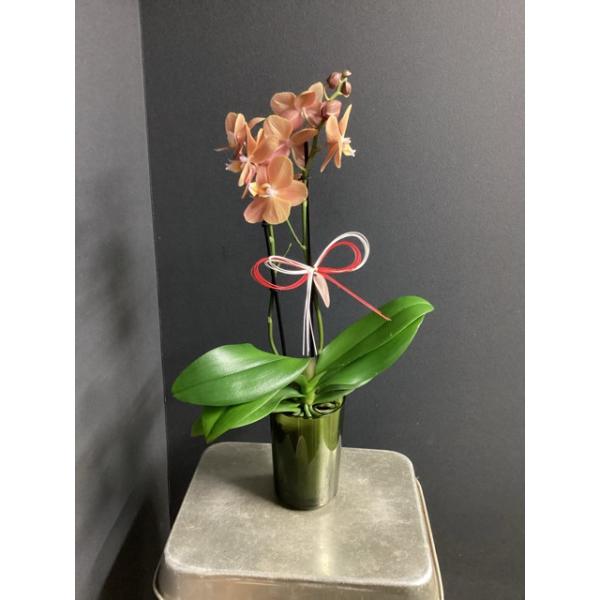 お正月仕様 コチョウラン rantoシリーズ Lサイズ モナコ 2F 胡蝶蘭 こ