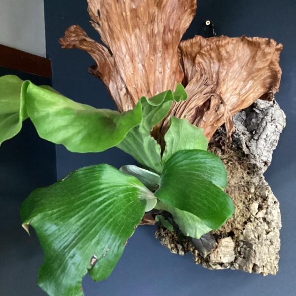 現品 大株 着生植物 観葉植物 コウモリラン ビカクシダ ネプチューン