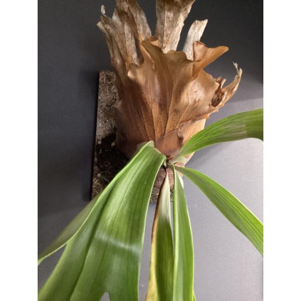 ロング ビカクシダ ウィリンキー コルク 着生 コウモリラン 園芸ネット本店｜[送料無料][棚卸セール]ビカクシダ（コウモリラン