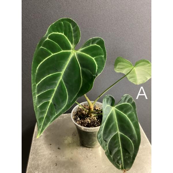 選べる レア品種 観葉植物 熱帯植物 アンスリウム レガレ 原種