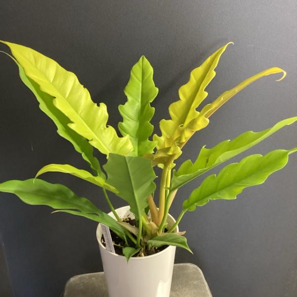 観葉植物 熱帯植物 フィロデンドロン ゴールデンクロコダイル