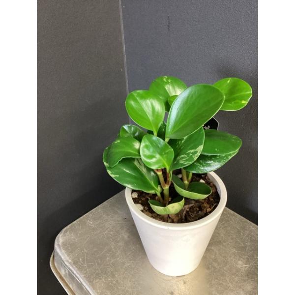 ペペロミア グリーンゴールド（斑入り）オシャレなプラスチック鉢に植付けしています。植物の大きさ：画像にてご確認くださいコショウ科サダソウ属肉厚の葉が特徴的、とても丈夫で飾りやすい観葉植物です。初心者さんにも安心して育てることができます。肉厚...
