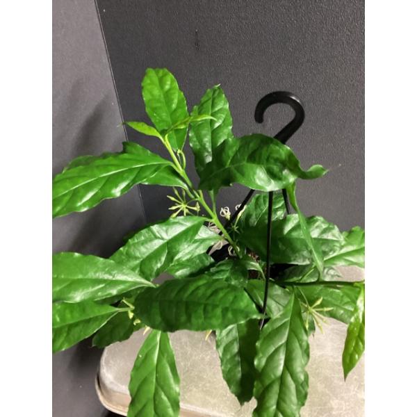 ホヤ デシプラエ レア品種 観葉植物 熱帯植物 インテリア 素敵なプランツ 吊り鉢 ハンギング