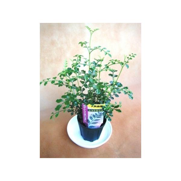 ミニ観葉植物シマトネリコ鉢植え（２．５号）