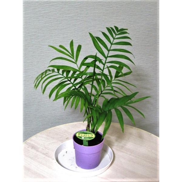 観葉植物 チャメドレアの人気商品 通販 価格比較 価格 Com