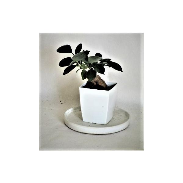 ミニ観葉植物ガジュマル鉢植え ２ ５号 Buyee Buyee Japanese Proxy Service Buy From Japan Bot Online