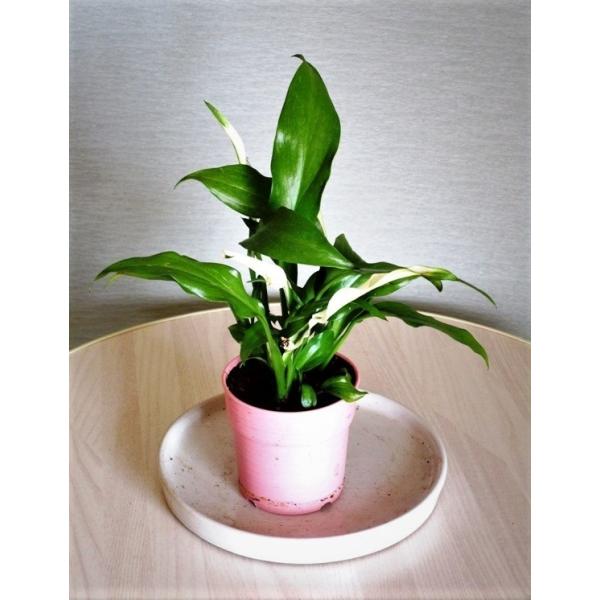 スパティフィラム 観葉植物 Diy 工具の人気商品 通販 価格比較 価格 Com