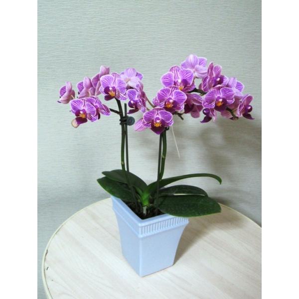 テーブル胡蝶蘭２本立ち Buyee Buyee 提供一站式最全面最专业现地yahoo Japan拍卖代bid代拍代购服务bot Online