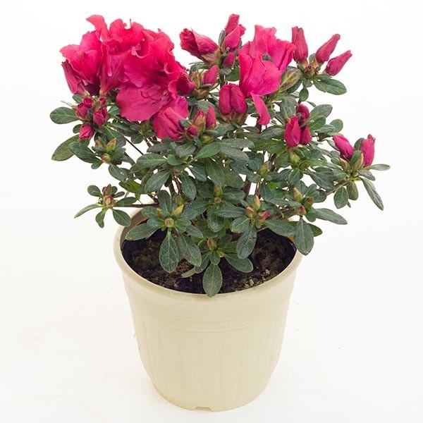 すべての花の画像 上オランダ ツツジ