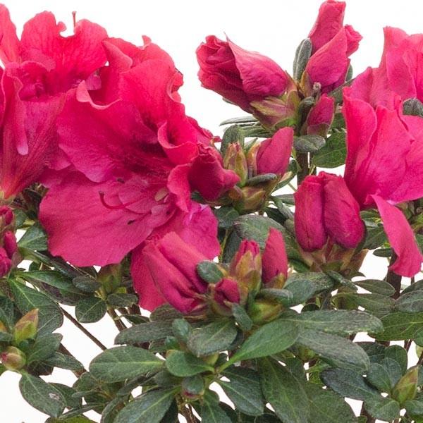 すべての花の画像 上オランダ ツツジ