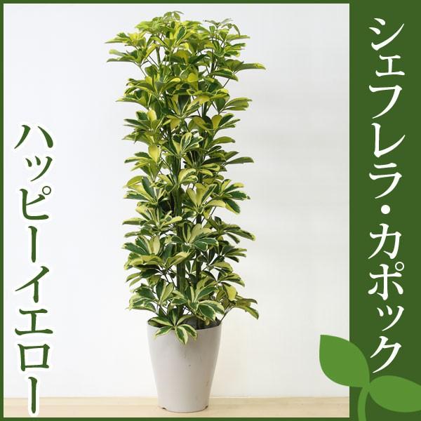 シェフレラ ハッピーイエロー カポック ホンコンカポック 7号プラ鉢 Buyee Buyee 日本の通販商品 オークションの代理入札 代理購入