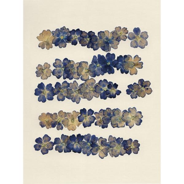 【商品番号：001-18620】/【VAR：】20191001new/bk-3007/20250408MTドライフラワー花材 押し花