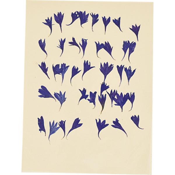 【商品番号：001-19116】/【VAR：62786】20200821new/まつむら通信2020秋冬/bk-3007/20250408MTドライフラワー花材 押し花【松村工芸】