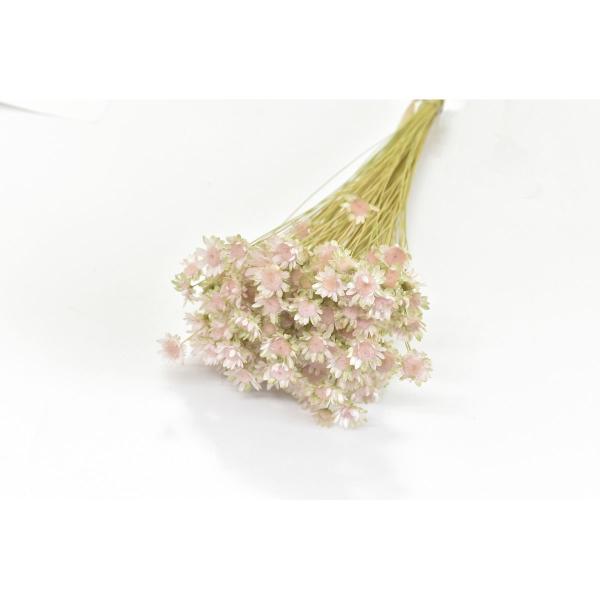 【商品番号：001-21664】/【VAR：84058】date20250402/20250408MTドライフラワー花材 スターフラワー