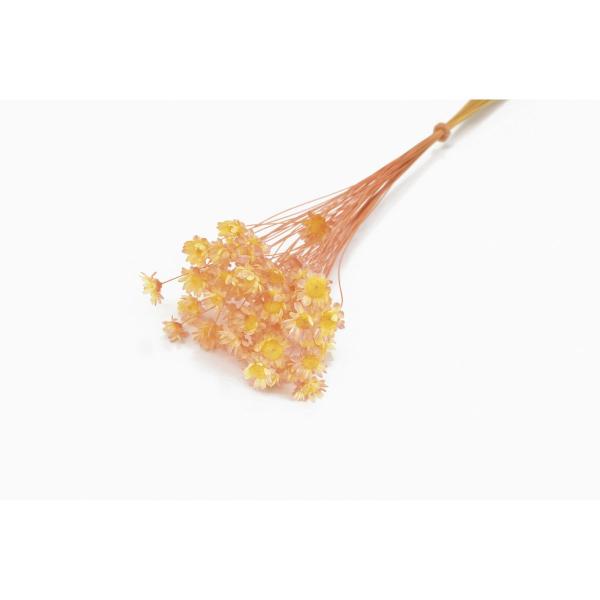 【商品番号：001-21665】/【VAR：84058】date20250402/20250408MTドライフラワー花材 スターフラワー