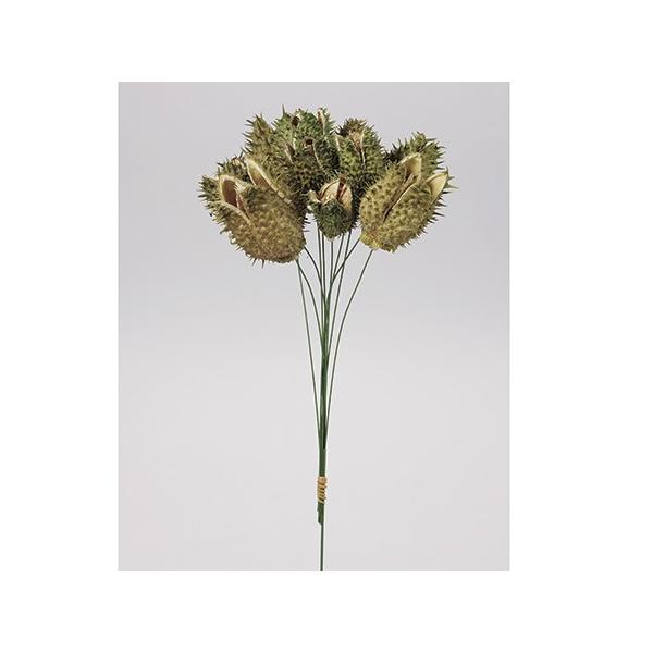 【商品番号：002-20967】/【VAR：】4967116836267/20150201new/202510mfドライ実物＆フルーツ その他【MAGIQ東京堂】