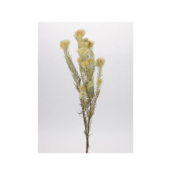 【商品番号：002-25077】/【VAR：】4544828177088/20160203new/202510mfドライワイルドフラワー その他ワイルドフラワー【コアトレーディング】