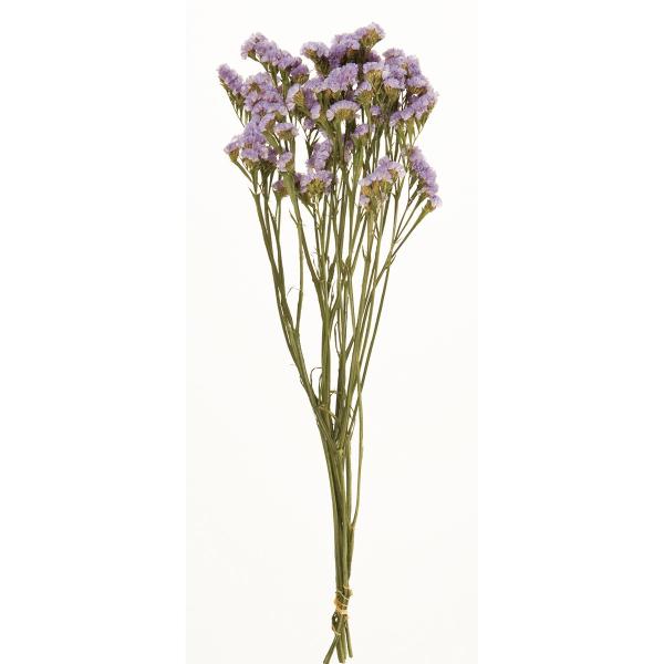 【商品番号：002-26150】/【VAR：36039】4967116912879/20160815new/bk-2108/202510mfドライフラワー花材 スターチス