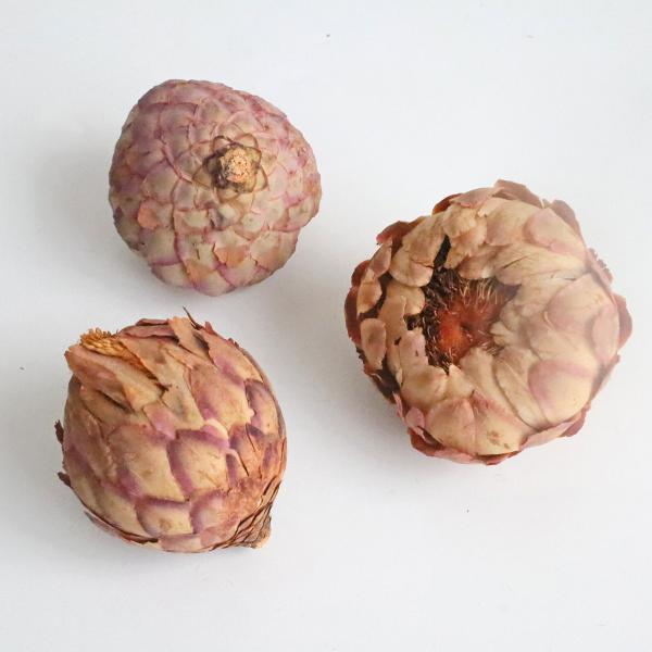 【商品番号：002-31102】/【VAR：】4544828188503/20170806new/bk-1044/bk-2003/202510mfドライワイルドフラワー その他ワイルドフラワー【コアトレーディング】