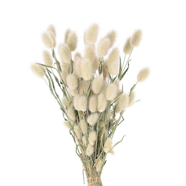 【商品番号：002-35239】/【VAR：0】4967116215390/20180704new/fuwa2020/bk-2108/bk-3016ドライフラワー花材 ラグラス