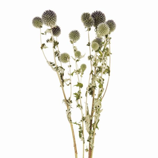 【商品番号：002-37872】/【VAR：】20200117new/bk-3016/202510mfドライフラワー花材 センニチコウ（千日紅）