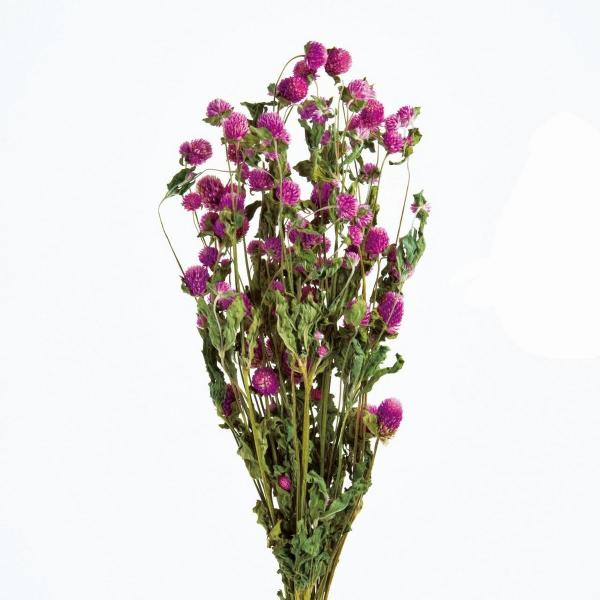 【商品番号：002-37874】/【VAR：61652】20200117new/bk-2108/bk-3016ドライフラワー花材 センニチコウ（千日紅）