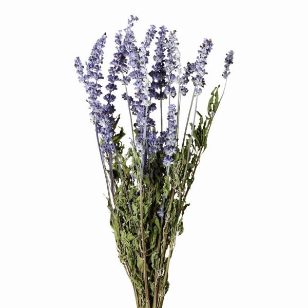 【商品番号：002-37876】/【VAR：】20200117newドライフラワー花材 その他ドライフラワー