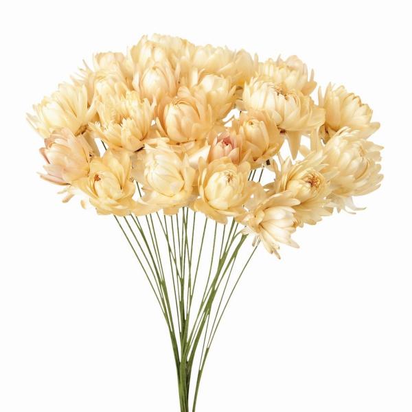 【商品番号：002-37902】/【VAR：61655】20200117new/bk-2108ドライフラワー花材 ヘリクリサム