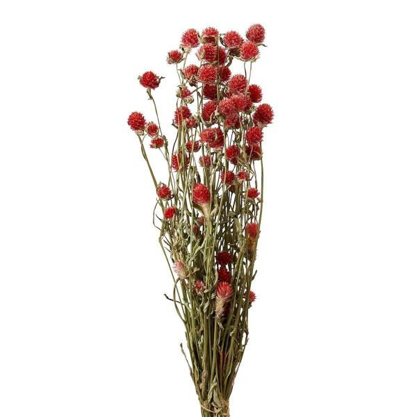 【商品番号：002-40168】/【VAR：】20210814new/bk-3016/202510mfドライフラワー花材 センニチコウ（千日紅）