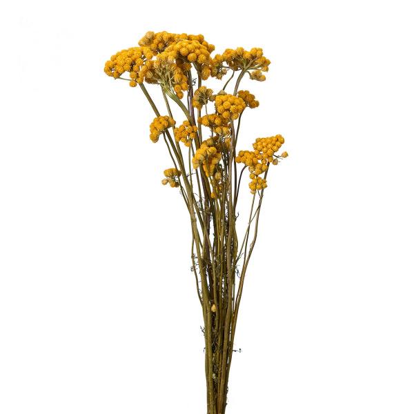 【商品番号：002-42144】/【VAR：】20220809new/202510mfドライフラワー花材 その他ドライフラワー