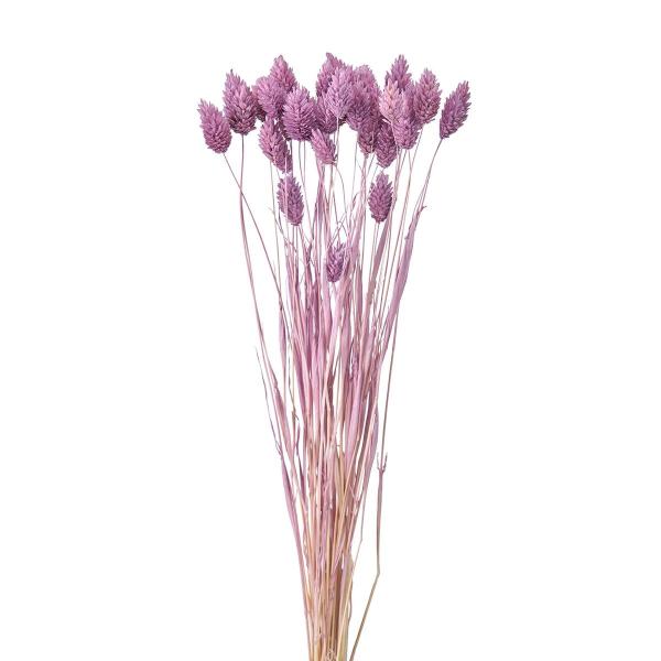 ドライ ポアプランツ ベリースムージー FD004571ー048 ドライ