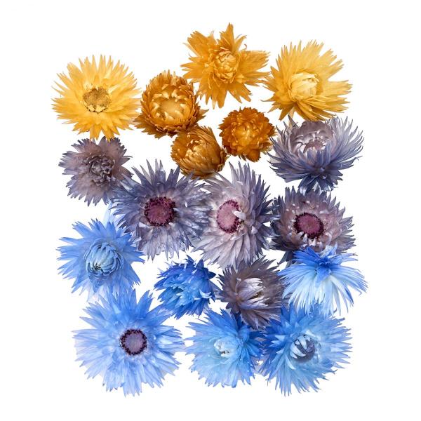 ドライフラワー ドライ シルバーデージーヘッド大 小アソート ブルーミックス