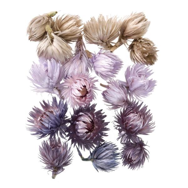 【商品番号：002-44040】/【VAR：】date20240115/999color10161ドライフラワー花材 シルバーデージー