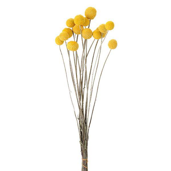 【商品番号：002-45814】/【VAR：】date20250121/202510mfドライフラワー花材 ボタンフラワー