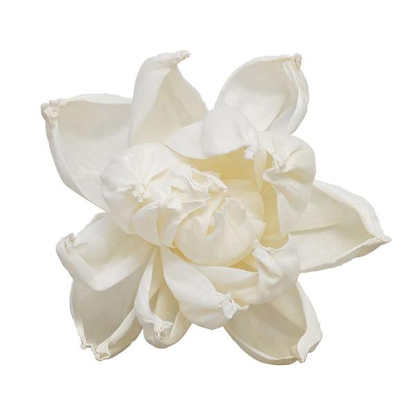 【商品番号：002-45822】/【VAR：】date20250121ソラフラワー その他ソラフラワー