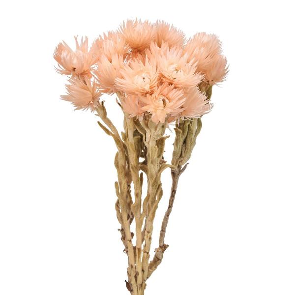 【商品番号：002-45842】/【VAR：64795】date20250121/202510mfドライフラワー花材 シルバーデージー