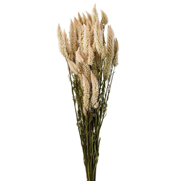 【商品番号：002-46913】/【VAR：】date20250610/202510mfドライフラワー花材 その他ドライフラワー