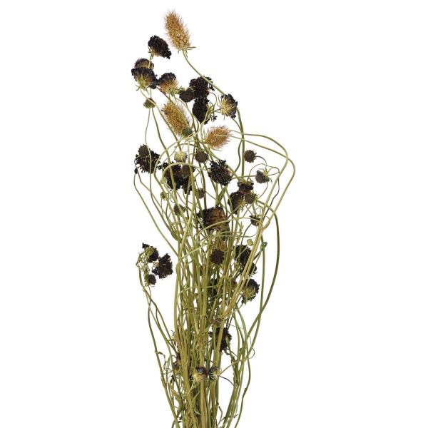 【商品番号：002-46914】/【VAR：】date20250610ドライフラワー花材 その他ドライフラワー