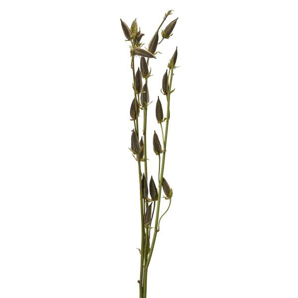 【商品番号：002-46915】/【VAR：】date20250610/202510mfドライフラワー花材 その他ドライフラワー